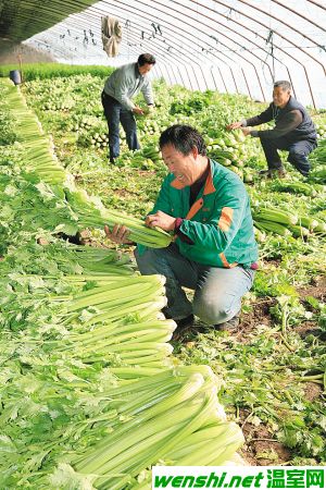 大旱来袭 津城抗旱总动员