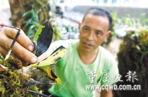 植物园800余株珍稀植物遭喷毒