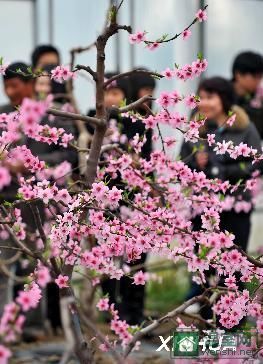 花满枝头，温室大棚里赏桃花（2）(图)