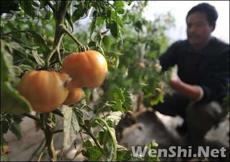 甘肃：设施农业铺就致富路