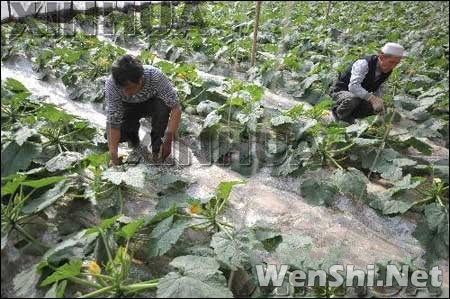 临夏回族自治州东乡族自治县五家乡农民在蔬菜大棚里管理蔬菜