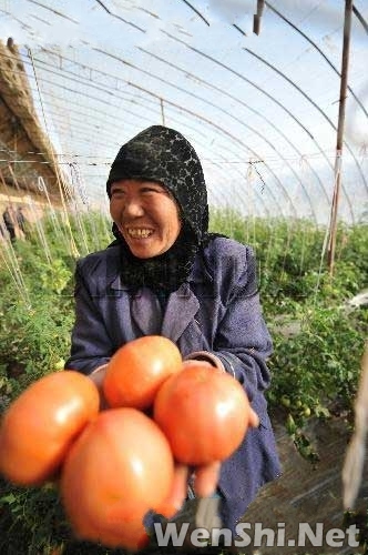 临夏回族自治州东乡族自治县五家乡农民在展示从蔬菜大棚里摘下的西红柿