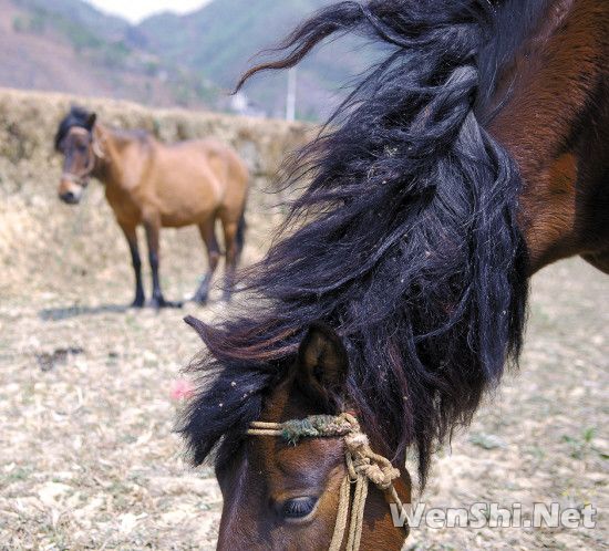 广西常么县：干旱无水养活家畜贱卖牛马(组图)