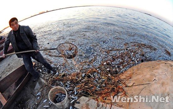 沈阳市郊区水库严重污染 大批鱼类死亡