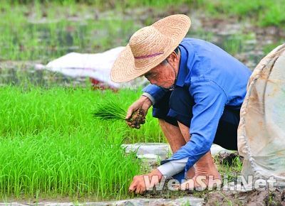 钦州早稻插秧时间比往年推迟了1星期 农民抢插早稻秧苗