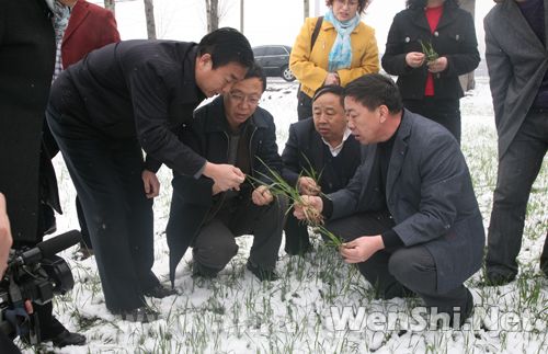 山西晋城农业受降雪影响 农技人员田头指导雪后生产