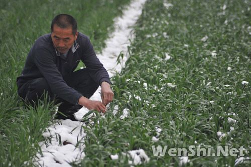 山西新绛雨夹雪农业遭遇低温冻害(图)