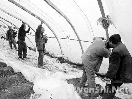 救秧苗修大棚清雪水 哈市郊区菜农春种忙(图)