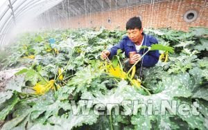 天津东丽区温室大棚种植权竞拍