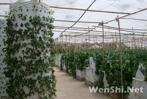 靖远“鸟巢温室”成功种植有机蔬果