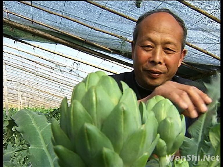 朝鲜蓟温室三年没动静 大棚7月就开花