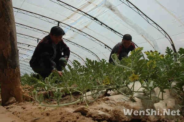 运城西瓜种植成当地的支柱产业