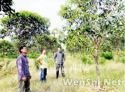 大规格桂花价格上涨投资前景好